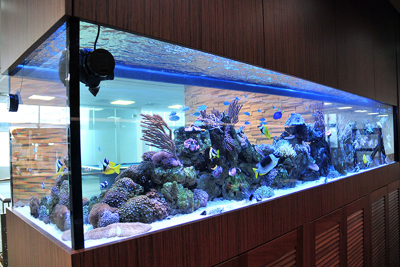 Green Chapter - Stunning Aquarium Simply For You